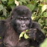 Photo of adult gorilla eating