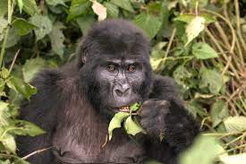 Photo of adult gorilla eating