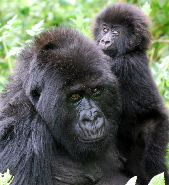 Gorilla mother and infant