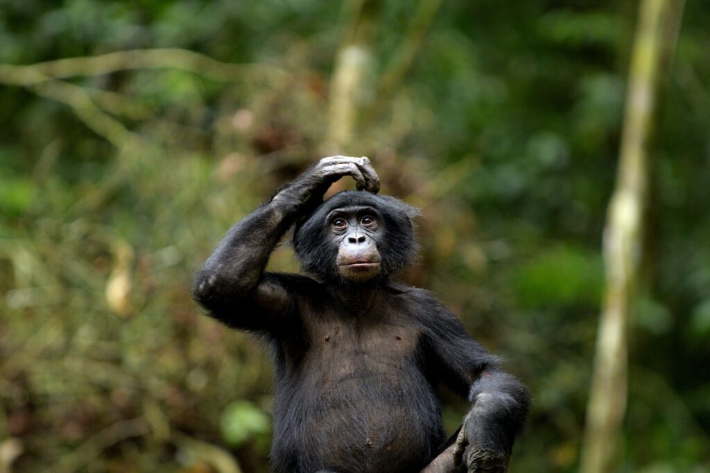 The bonobo Tupac from Kokolopori
(C) Martin Surbeck, Kokolopori Bonobo Research Project