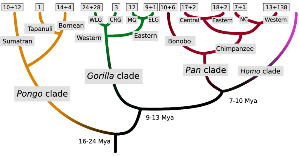 Great ape phylogeny with sample numbers
